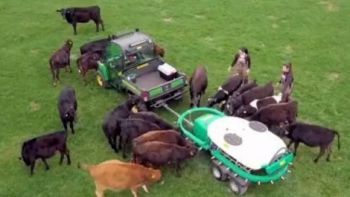 機械化養牛聽起來就高大上，但在我國真的適合嗎？